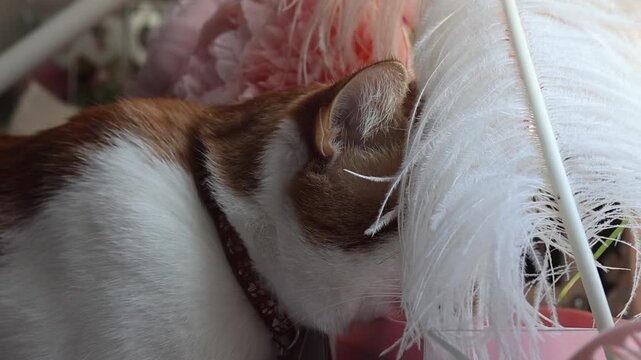 Ginger and white cat. Hid its face in a white ostrich feather. Close-up of the cats head in profile.