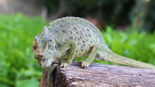 A mesmerizing close-up of the Mediterranean Chameleon (Chamaeleo chamaeleon) moving with heavy steps on a log, showcasing its independently moving eyes and unique skin texture.