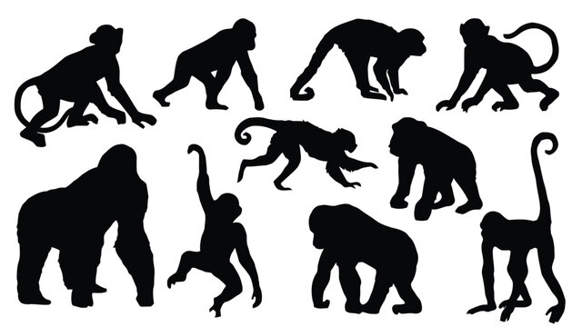 Silhouettes of various monkeys in different poses isolated on white background