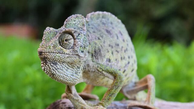 An impressive close-up video of the Mediterranean Chameleon (Chamaeleo chamaeleon) moving slowly on a log in its natural habitat, with its detailed skin texture and expressive eyes.