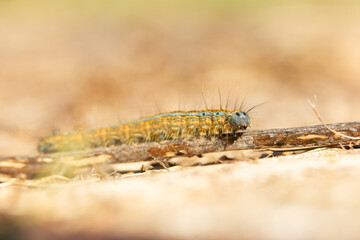 Chenille de papillon en macro aux couleurs douces et lumineuses © Maud HERNANDEZ