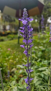 Close up of blooming blue Salvia farinacea flower on a single stalk in the garden.
