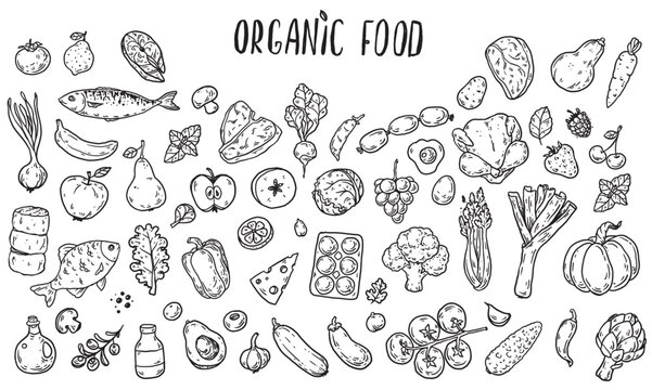 Organic food sketch doodles . Whimsical food doodles, Hand drawn vector illustration for menu, packaging design. Food quirky icons, simple sketch style. Top view. Simply fun