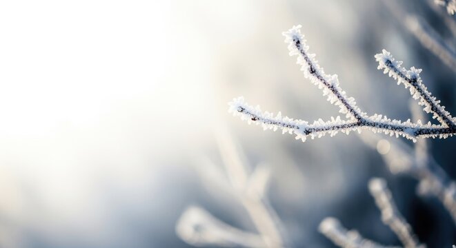 Frosty branches in winter landscape with blurred background and icy details