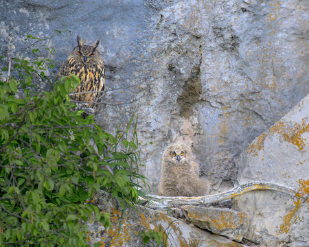 Eurasian eagle-owl (Bubo bubo) with a fluffy chick on a rocky cliff ledge