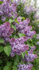 Obraz premium Purple lilac flowers blooming in spring garden setting 