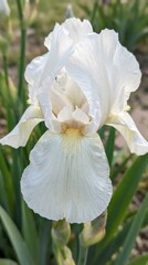 Fototapeta premium White iris flower blooming in garden with green foliage background 