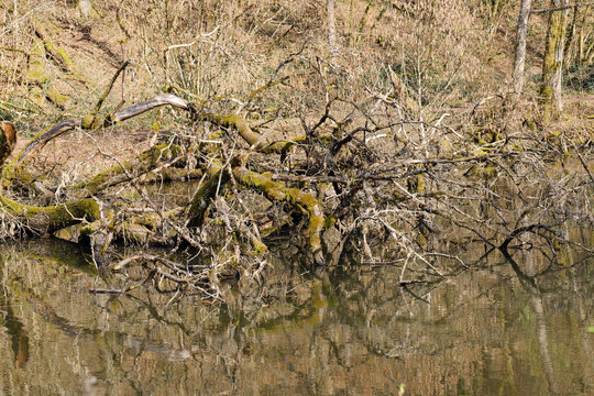 Totholz-Baum in &ouml;kologischer Flachwasserzone im Sp&auml;twinter