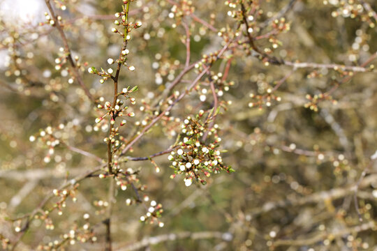 Zweiggeflecht mit noch geschlossenen Bl&uuml;tenk&ouml;pfen des Schlehdorns ( Prunus spinosa ) 