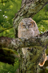 Juvenile tawny owl (Strix aluco) perched in a tree during daytime
