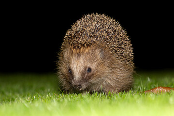 European hedgehog (Erinaceus europaeus) - Baarn, the Netherlands © Gertjan Hooijer