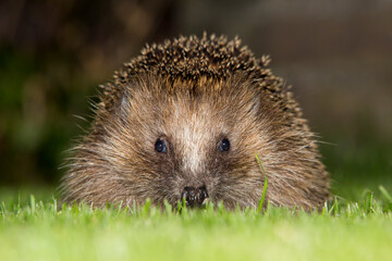 European hedgehog (Erinaceus europaeus) - Baarn, the Netherlands © Gertjan Hooijer