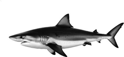 Obraz premium Shark Halftone Marine Wildlife Illustration