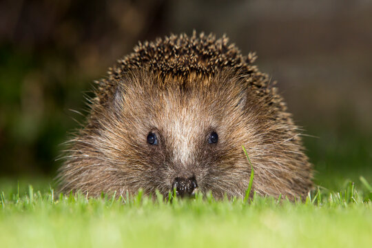 European hedgehog (Erinaceus europaeus) - Baarn, the Netherlands