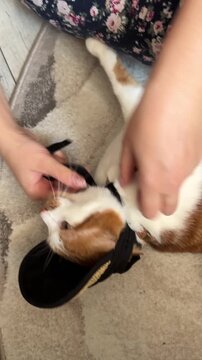 Woman putting a cap with a visor on a cat. Ginger and white cat. Vertical video, close-up.