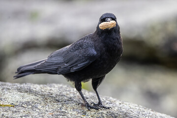 Fototapeta premium Crow with peanut in its mouth 