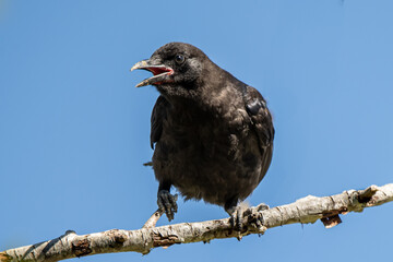 crow on a branch  © Tracey