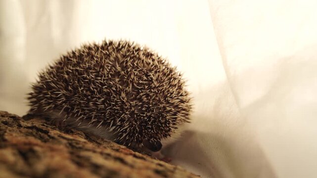 African pygmy hedgehog standing near tree bark on light fabric background. Studio animal macro photography with soft light. Exotic pet and small mammal concept. Design for poster, banner, card.