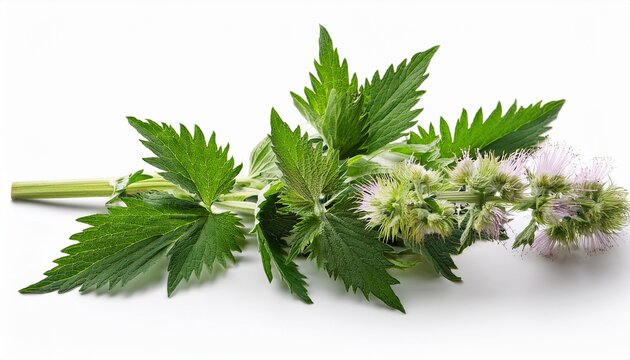 Blooming Branches Of Motherwort Herb Leonurus Cardiaca Isolated On A White Background
