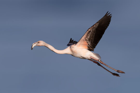 Flying juvenile greater flamingo (Phoenicopterus roseus) at  Wolderwijd in Zeewolde, the Netherlands