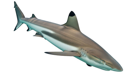 Obraz premium A gray shark swimming in dark waters with a white underbelly and sharp fins