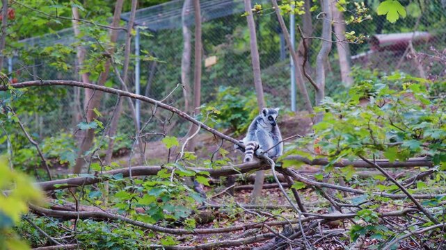 Forest Lemurs Grooming And Exploring, Lemurs Interact With Each Other Among Natural Woodland Elements