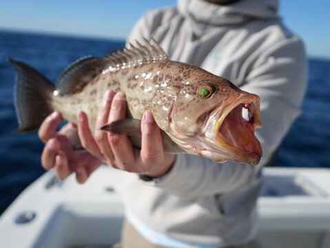Scamp Grouper close up