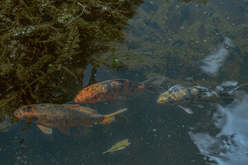 Fototapeta premium Colorful spotted koi fish swimming underwater in a calm garden pond with reflections and aquatic plants visible beneath the surface