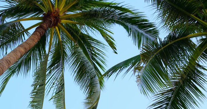 Tilted palm crowns under blue sky with windswept fronds and leaning trunks, lively seaside breeze, resort vibe and sunlit highlights, dynamic coastal energy and summer atmosphere