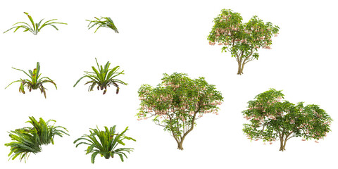 Naklejka premium Collection of Asplenium,brufmansia plants on transparent background