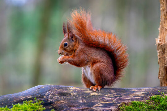 ein braunes Eichh&ouml;rnchen