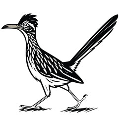 Naklejka premium Elegant Roadrunner Bird Illustration Vector