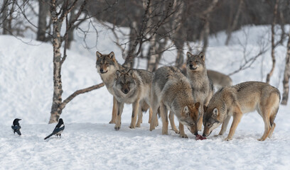 Fototapeta premium Pack of wolves feeding in snowy winter forest with magpies nearby