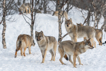 Fototapeta premium Pack of wolves standing in snowy winter forest