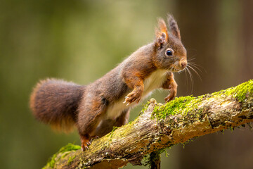 Naklejka premium ein braunes Eichhörnchen