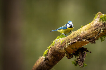 eine Blaumeise auf einem Ast © jsr548