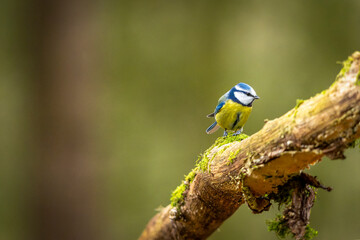 eine Blaumeise auf einem Ast © jsr548