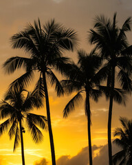 Obraz premium Silhouette of tall palm trees against orange sunset sky in tropical landscape during beautiful golden hour