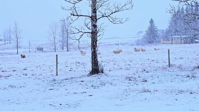 Białe owce na wybiegu w trakcie zimy 