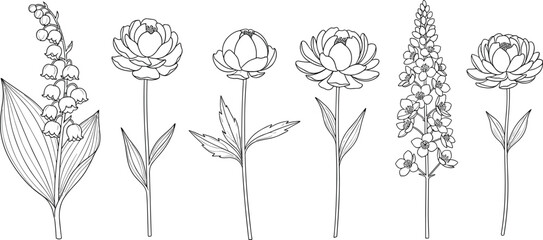Floral line art collection featuring lily of the valley and blooming flowers for garden design cad drawing flat vector illustration. © Mehedi