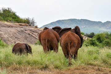 Elephant family walking in African savanna landscape © UB Travel Photo