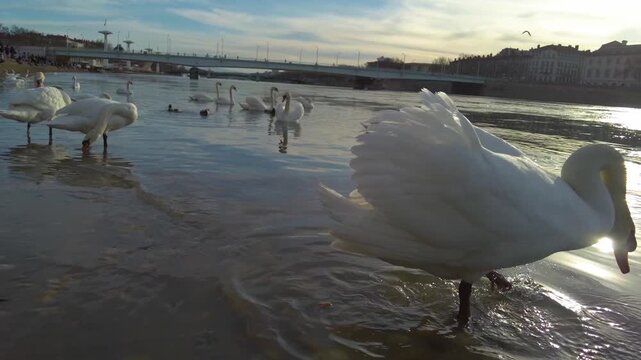 Close up of Swans  walking in the river Rhone in Lyon in France on a late afternoon in early spring searching for food.