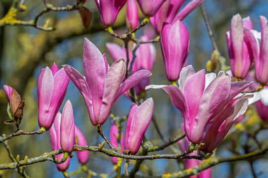Blooming Magnolia liliiflora / Mulan magnolia / tulip magnolia / lily magnolia showing pink flowers in spring, native to southwest China