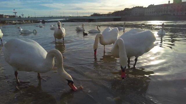 Close up of Swans  walking in the river Rhone in Lyon in France on a late afternoon in early spring searching for food.