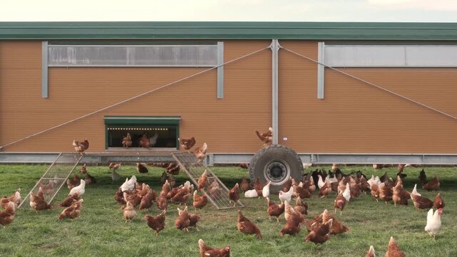 Free Range Chickens walking around mobile chicken coop on pasture, sustainable egg farming.