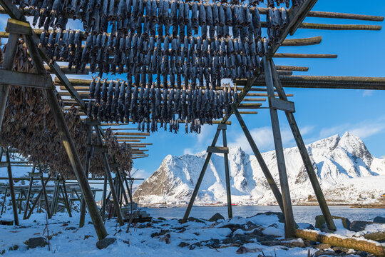 Stockfish drying on wooden racks with snowy mountains and fjord in Lofoten Islands, Norway