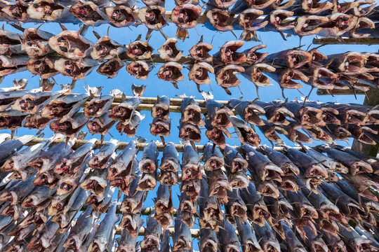 Dried cod hanging on wooden racks under clear blue sky in Lofoten, Norway