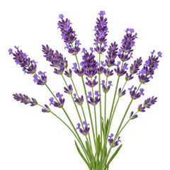 Naklejka premium A vibrant bouquet of purple lavender flowers with green stems and leaves isolated on white background