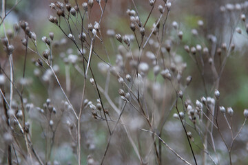 Delicate dried stems with silvery seed pods stand against a soft, muted background. Selective focus captures the fragile beauty of late autumn vegetation, a study in texture and graceful decay