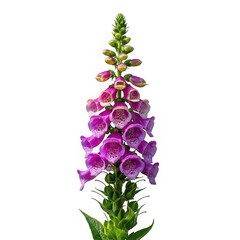 A vibrant foxglove flower with purple and pink blossoms reaching towards the sky isolated on white background